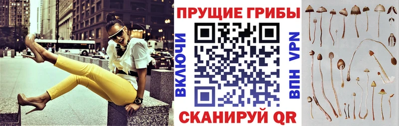 Галлюциногенные грибы Psilocybe  Купить закладки  Нефтекумск 